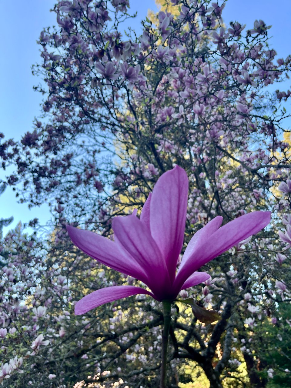 a solitary, newly bloomed magnolia flower, in the background a larger magnolia tree full with pink blooms