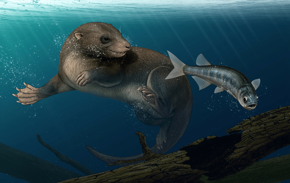 A Pair of Mesozoic Mammals You Otter Know