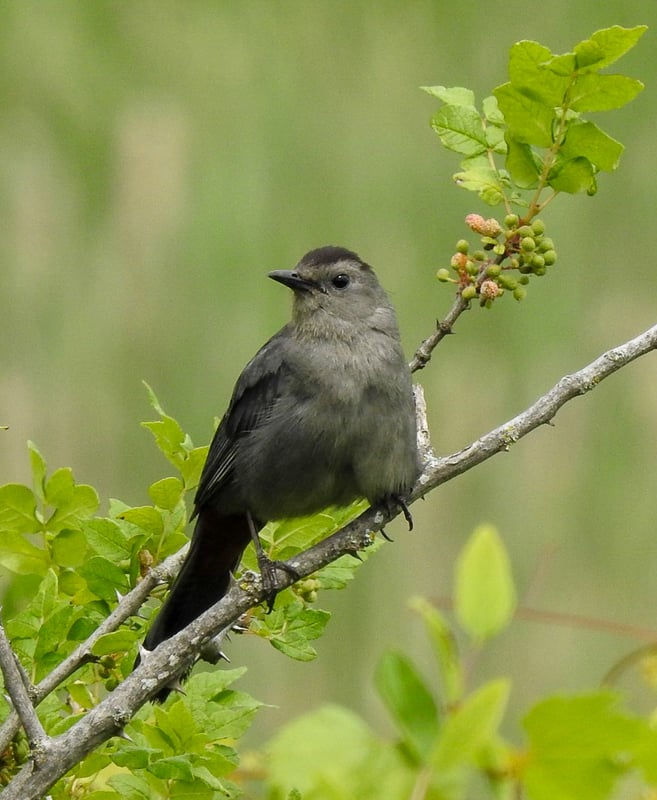 The Gray Catbird sings up a jazzy storm. / Photo by Janet Malotky