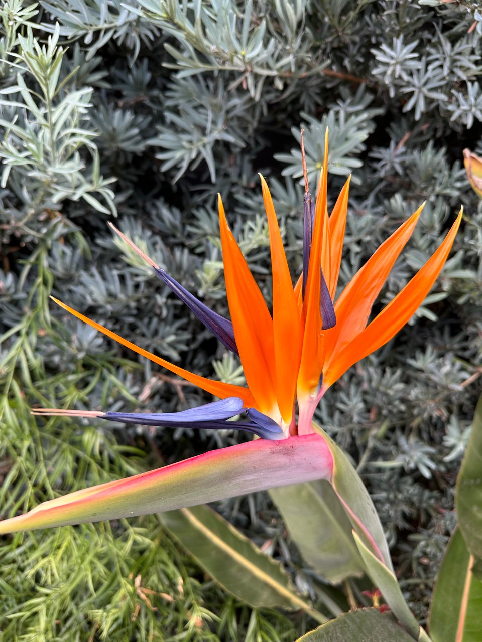 photo of brightly colored flower — oranges & purples — outside a La Jolla mall