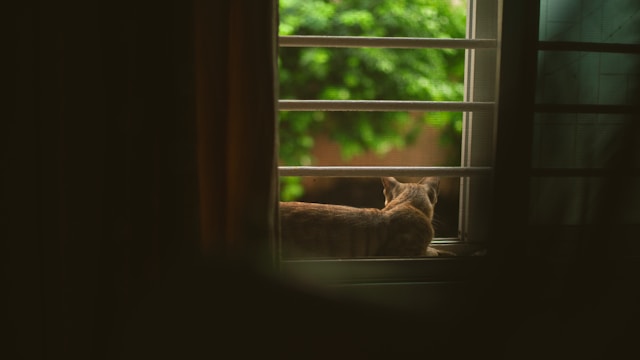An orange housecat sitting on the windowsill of a darkened room. Through the window, there are green leaves visible.