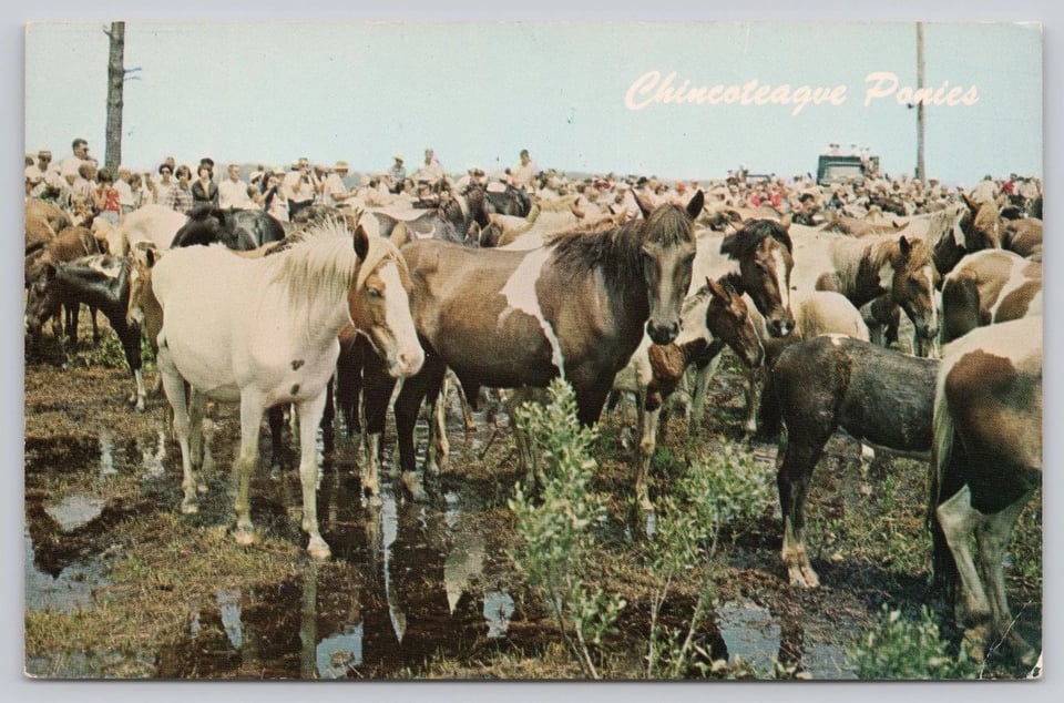 At least a dozen horses stand around in a water-soaked field as a crowd of people behind them look on.