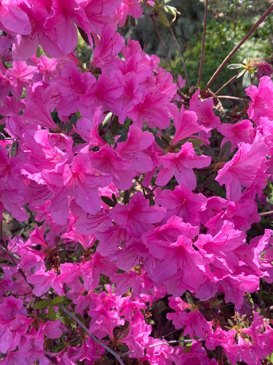 a close up of a hot pink azalea bush in bloom