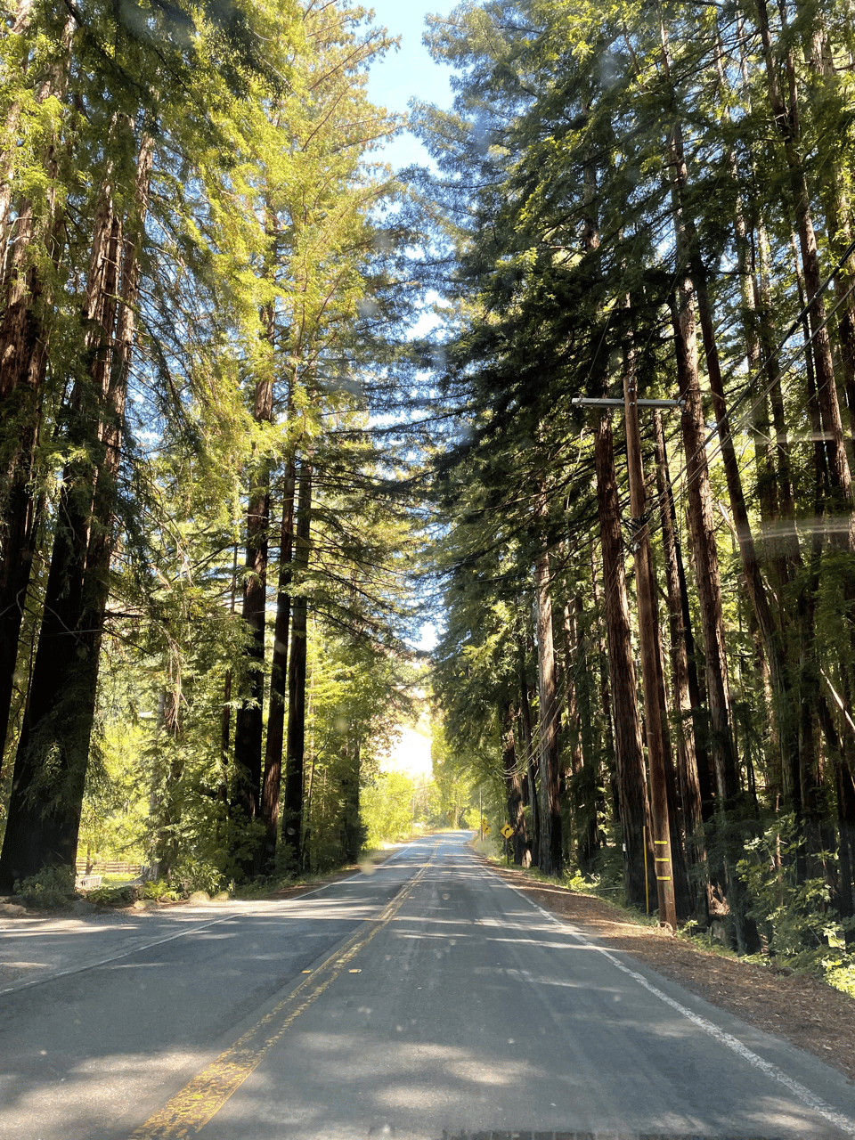 A two lane highway stretches ahead through towering redwoods