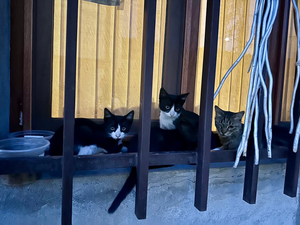 Some kittens sitting in a window