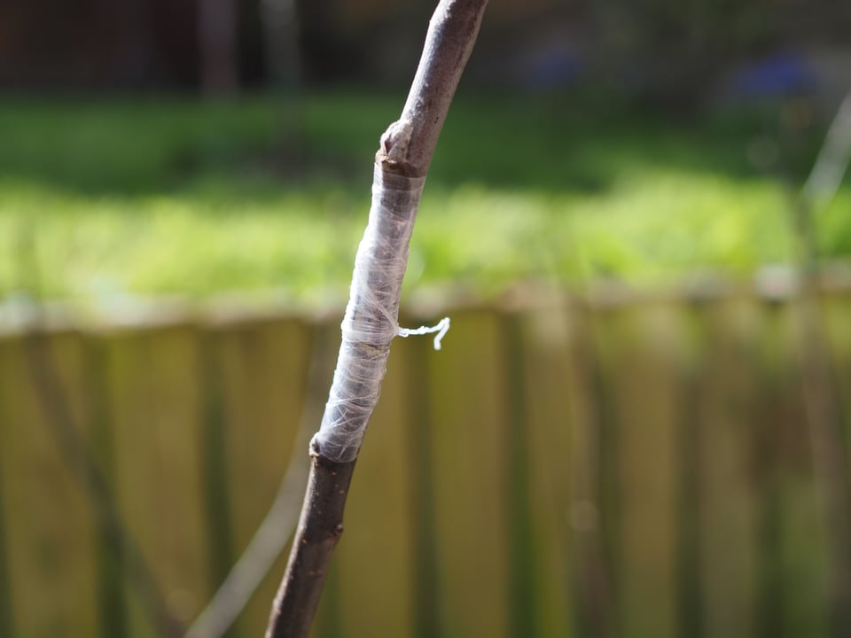 A taped-up apple graft
