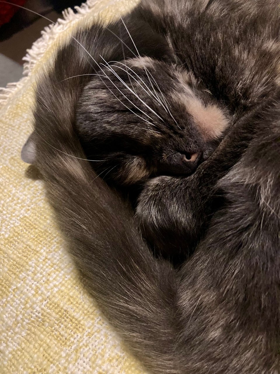 Close view of a gray tortie cat sleeping on a yellow pillow.