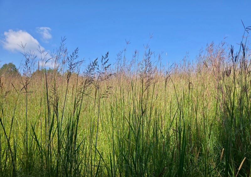 Tall, beautiful big bluestem grass—you can get lost in it, literally. This wonderful native grass, which grows up to 8 feet tall, abounds this year in the prairie portions of our park. / Photo by Pamela Miller