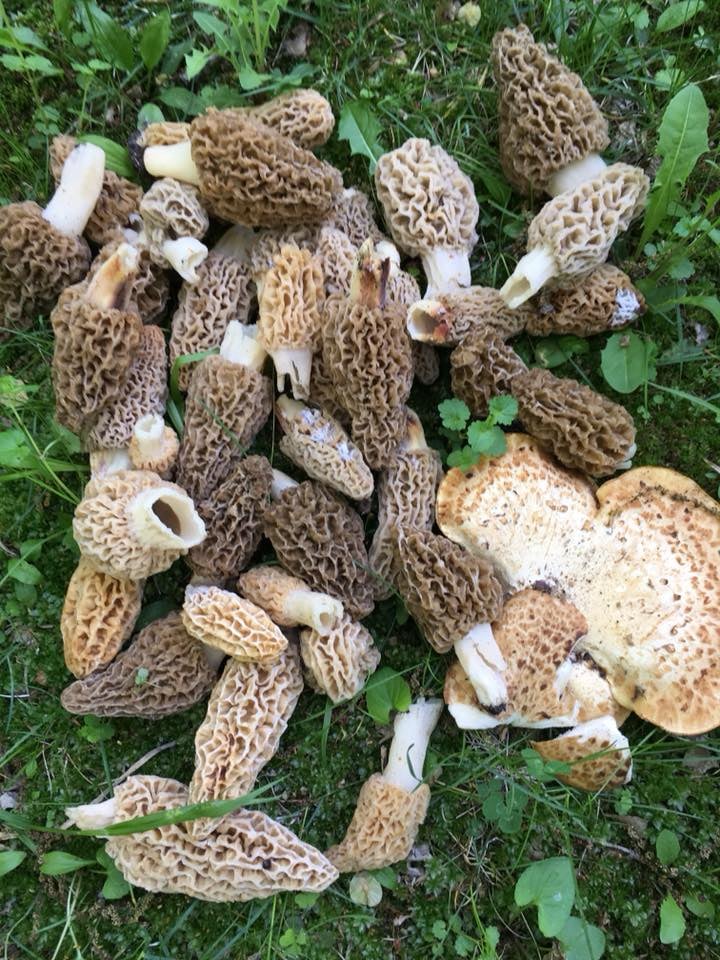 An impressive take of morel mushrooms, along with a companionable concurrent edible, the pheasantback (Dryad’s saddle). Yes, morels pop up in the park in May. Our May 11 FSPA guided fungi walk (see details above) will take us on a park trail that is not on the main park map that has not been scouted beforehand. Therefore, it’s possible we’ll find NO fungi there. Or, we might find something. Either way, we’ll have a lovely walk. And good luck to all our morel-hunting visitors! / Photo by Pamela Miller