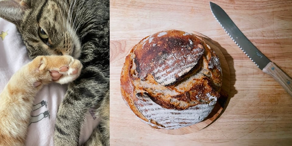 The left image show's Doro's family cats. The right image show a delicously looking loaf of bread that Doro baked, next to it is a knife.