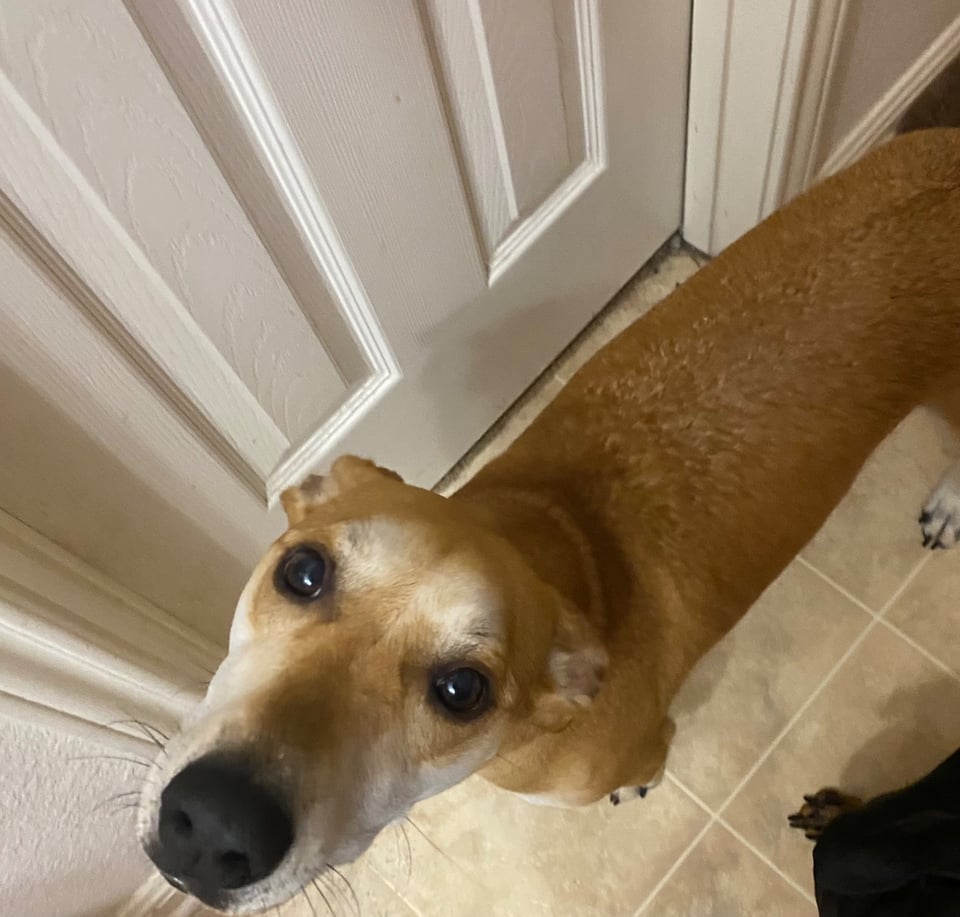 labrador dachshund mix looking up