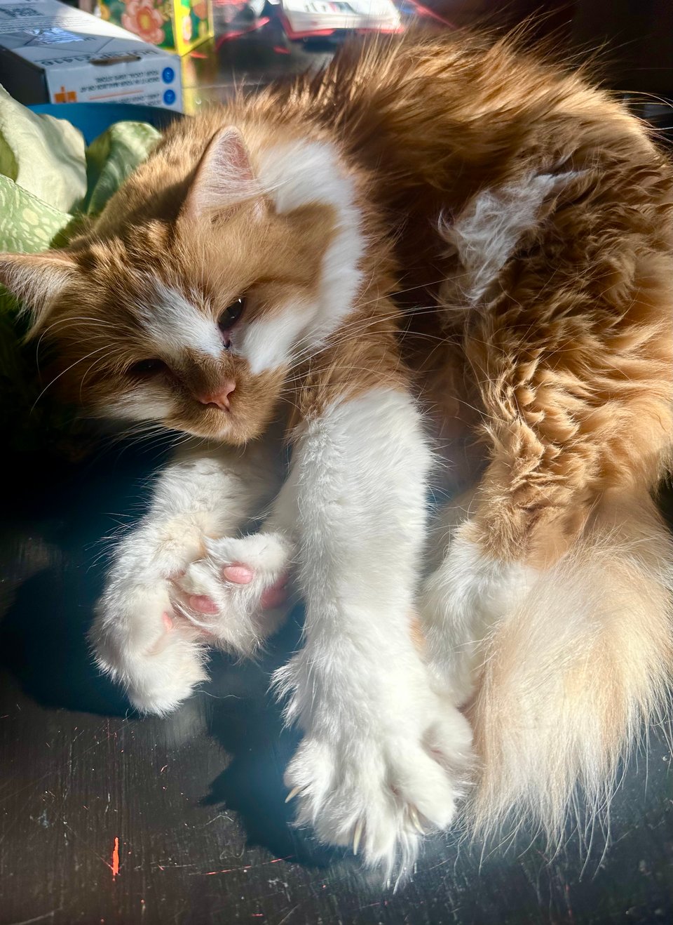 a fluffy orange and white kitty dozing in the sun, stretching one fluffy paw towards the camera