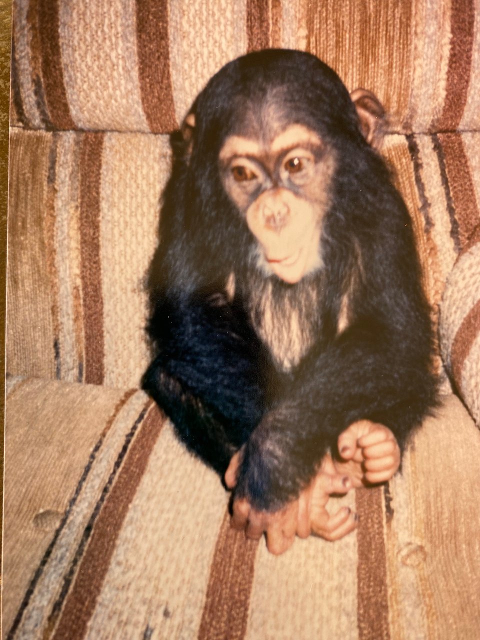An old photo image of a baby chimp sitting in a brown chair