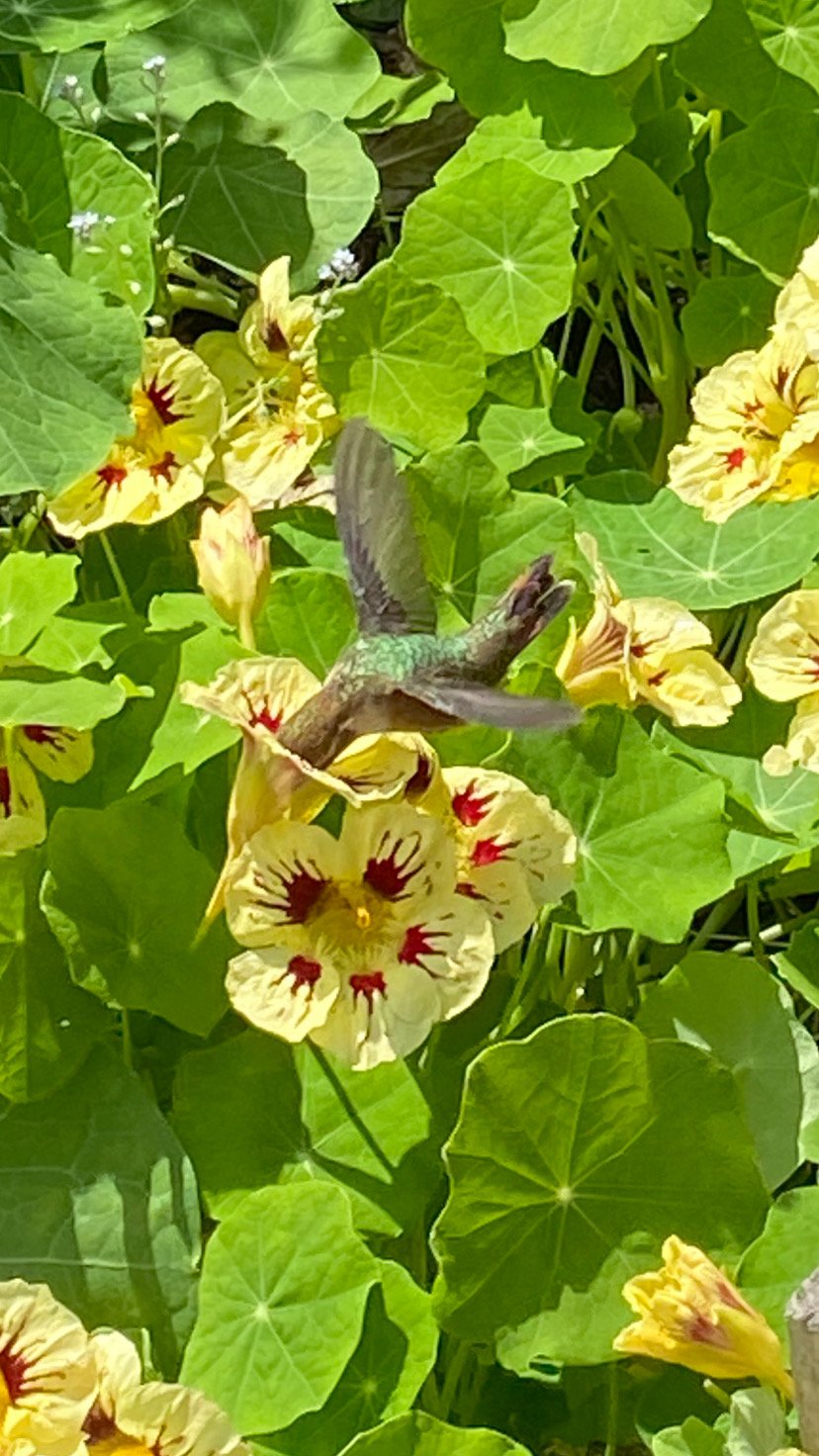 there is still magic (photo of a hummingbird with it’s head inside a nasturtium flower).