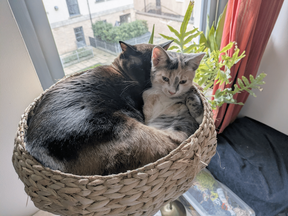 two cats, one full size brown cat and one dilute calico kitten, cuddle in a wicker (?) bowl shaped cat bed. The smaller calico is giving some excellent side eye.