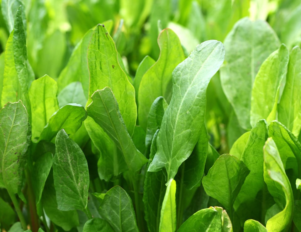 Feuilles d'oseille française (Rumex scutatus)