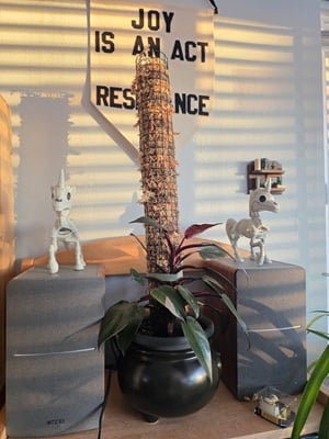 Pink Princess Philodendron houseplant in a pot shaped like a cauldron. The plant is secured to a velcro pole. On either side of the plant are speakers and on top of each speaker is small plastic unicorn skeleton. This sits on a shelf. Behind the moss pole is a banner that says, “Joy is an act of resistance.”