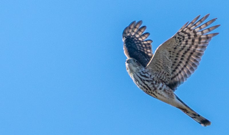 This Sharp-shinned Hawk looks large in the photograph but it’s actually only about the size of a Blue Jay. It would love to snack on the birds snacking at your feeders. / Photo by Earl Bye