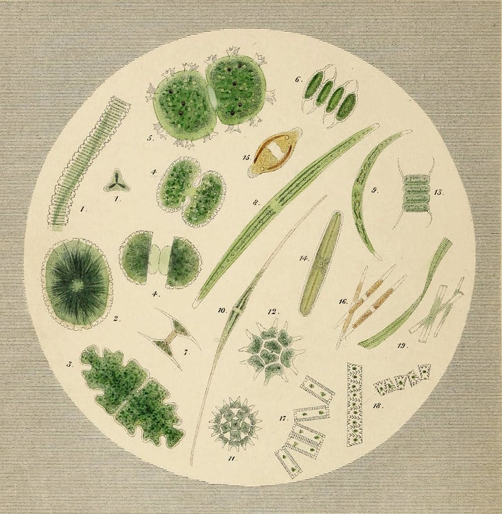 illustration of a microscopic view of what's inside a water droplet