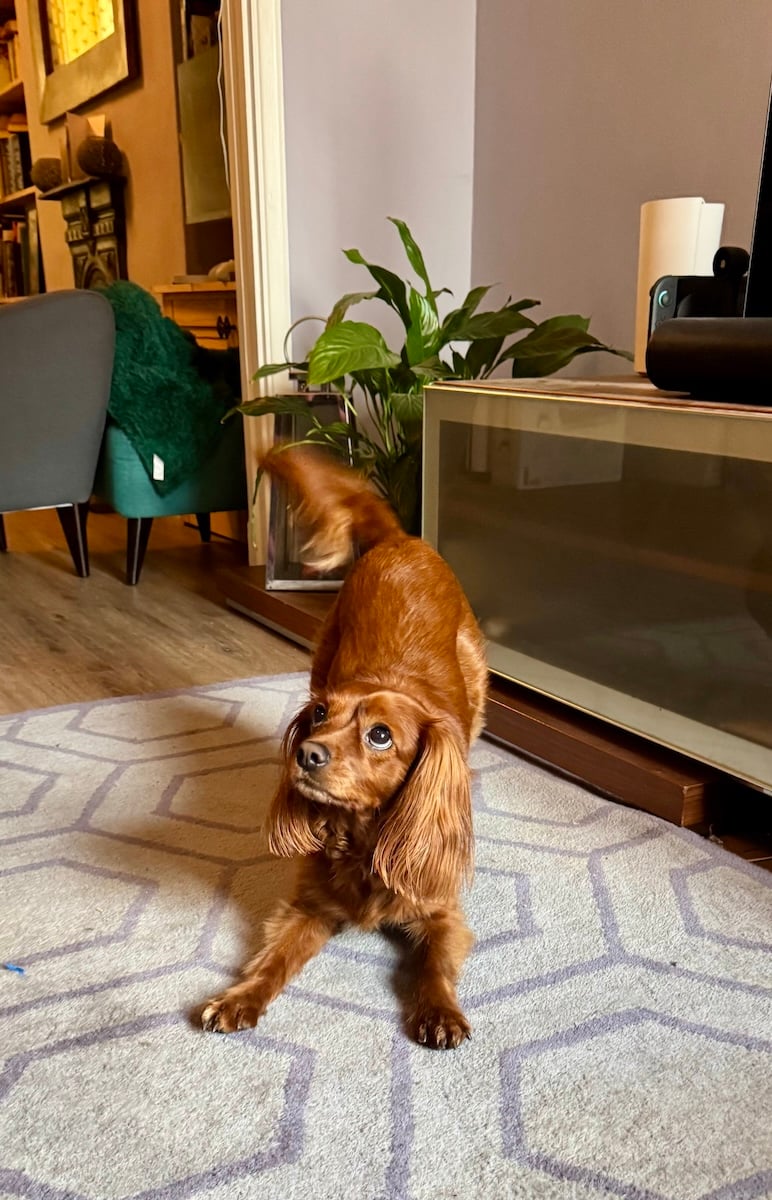 A cute puppy in play stance.