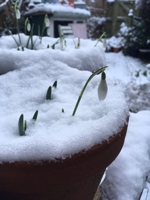 Nodding heads of snowdrops are peeping through a thick layer of snow, which is covering shallow terracotta bowls. There are two bowls, one behind the other and the rest of a small urban garden behind where everything is blanketed in snow. Image by Rowan Ambrose.