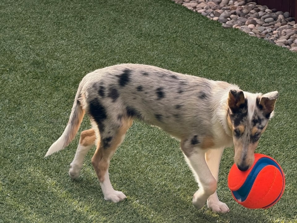 Blue merle collie puppy with an orange and blue ball in her mouth as she plays in her new backyard.