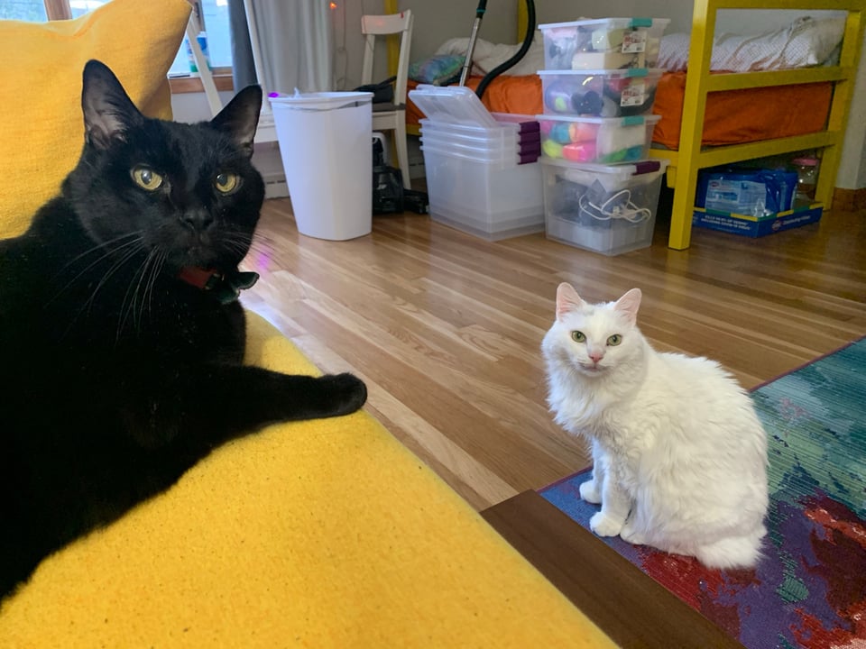 cute cats Titan (left) & Lilly (right), sitting by the couch. 