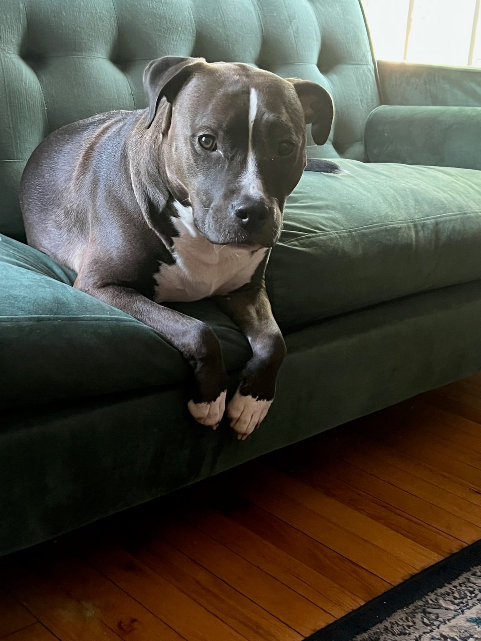 A cute pitbull mix hangs off the edge of a green velvet couch.