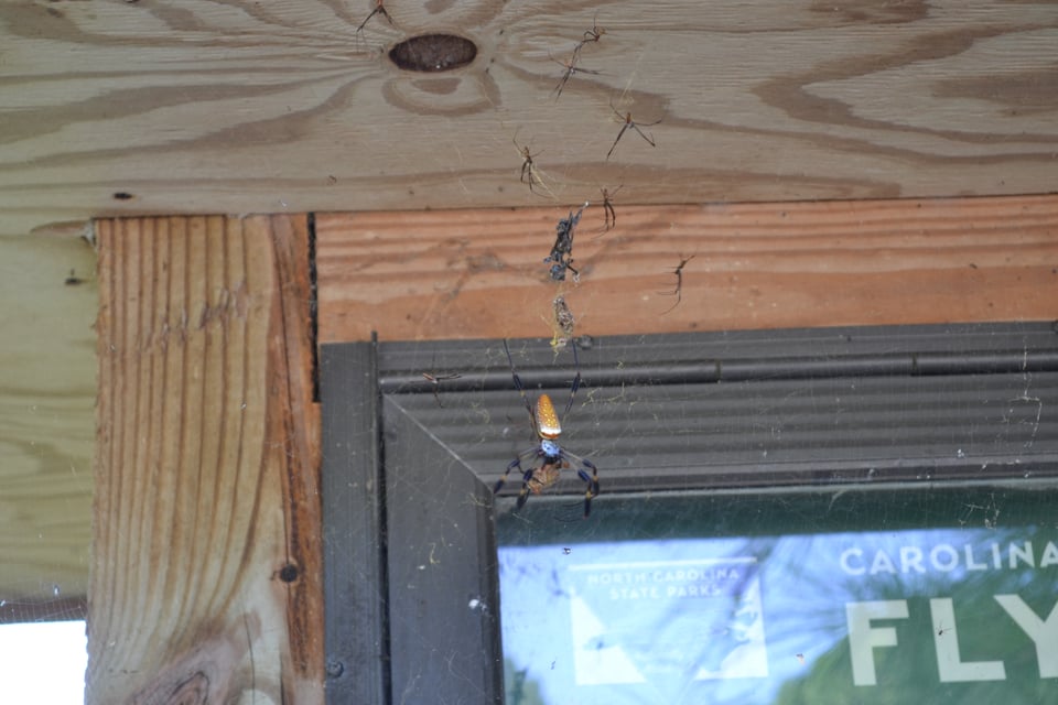 A large pider in a web on the top left corner of a sign board.