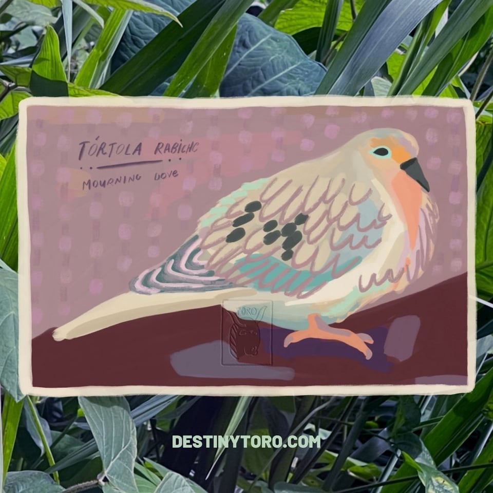 An illustration of a mourning dove with text "Tórtola Rabiche, Mourning Dove, destinytoro.com" on a photo of plants.
