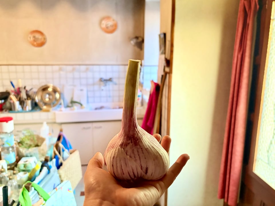 A big garlic on my hand