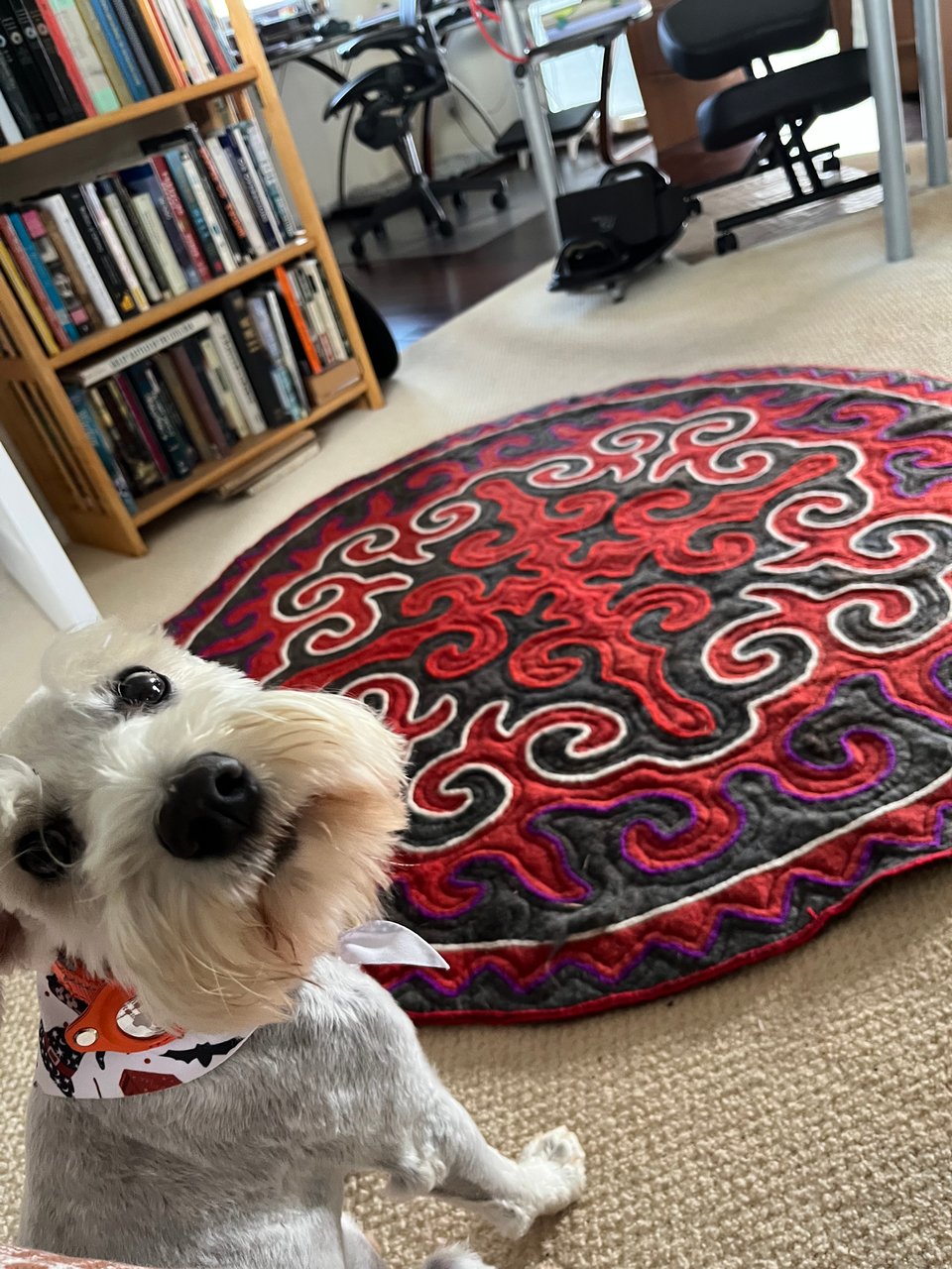 Finn, a white schnauzer, stares imploringly at the camera like the big drama twink he is. Just beyond his paws lies a round black and white felt rug with a dramatic pattern (I'm not sure how to describe it).