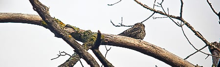 A Common Nighthawk spotted on a bird walk along the Sand Point trail this past September. / Photo by Steve Dietz