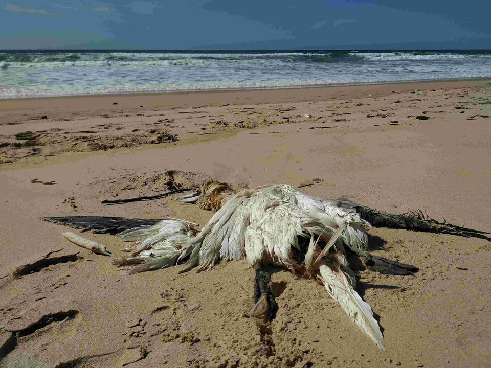 Carcasse de fou de Bassan adulte