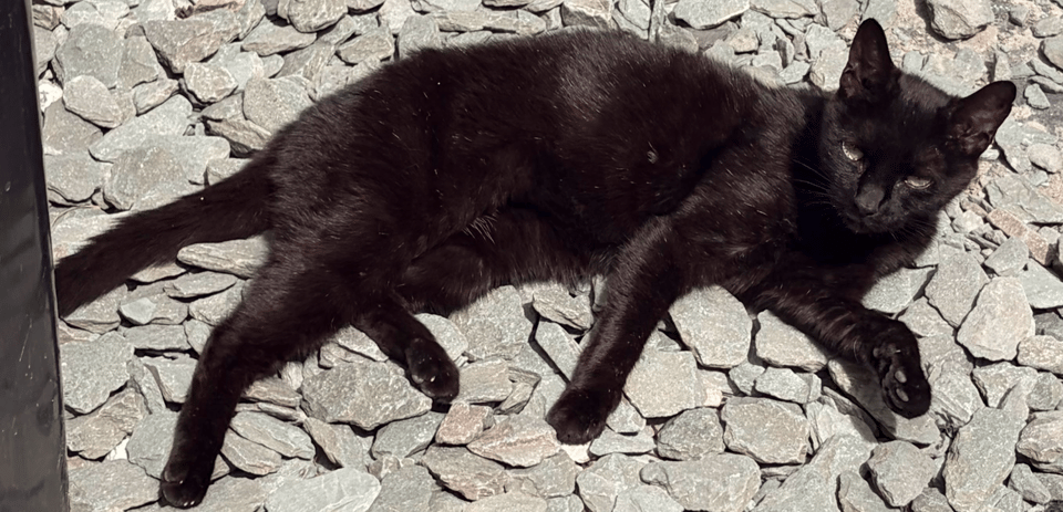 A black cat lies comfortably on a bed of gray stones in the sun.