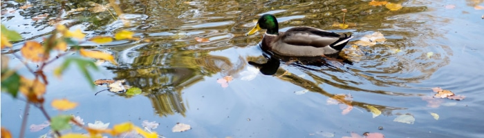 a duck swimming in a pond with fall leaves