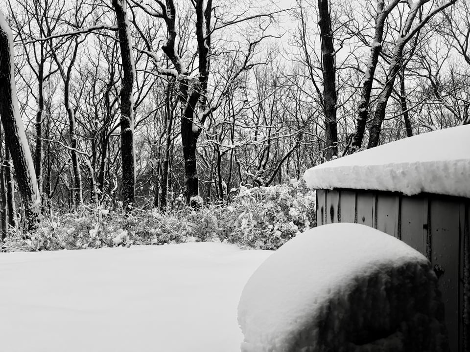 b/w photo of a snow-covered backyard, with several inches of snow on the roof of a shed and a covered grill; forsythia branches are weighed down in the with snow in the backgroun
