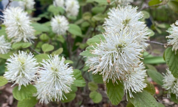 Fothergilla has white bottlebrush flowers in the spring
