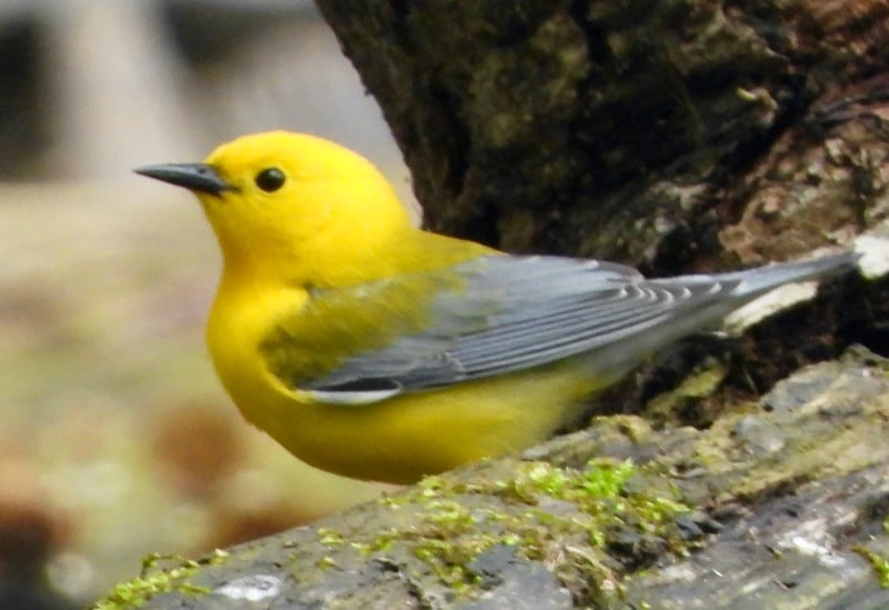 Prothonotary Warbler.