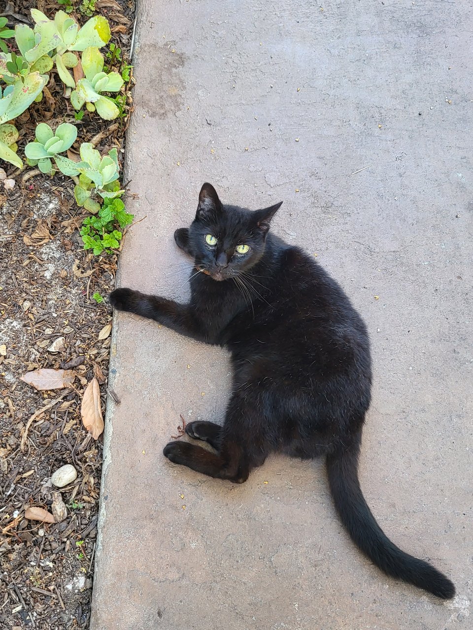 A black cat with green eyes lays looking at the camera in an apartment courtyard. He is cute.