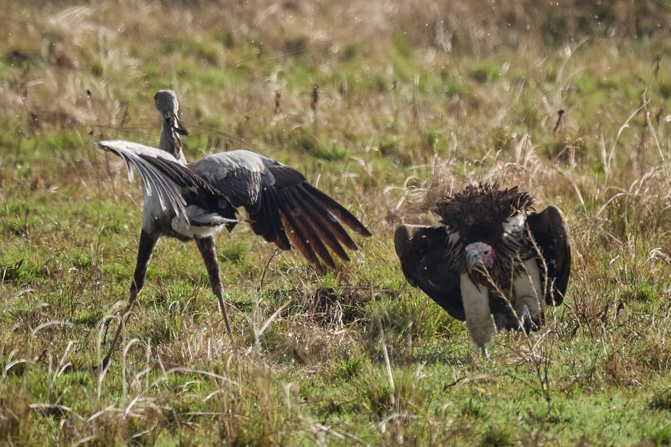 The Ed's Up - Ain't That a Kick in the Heeeeeead