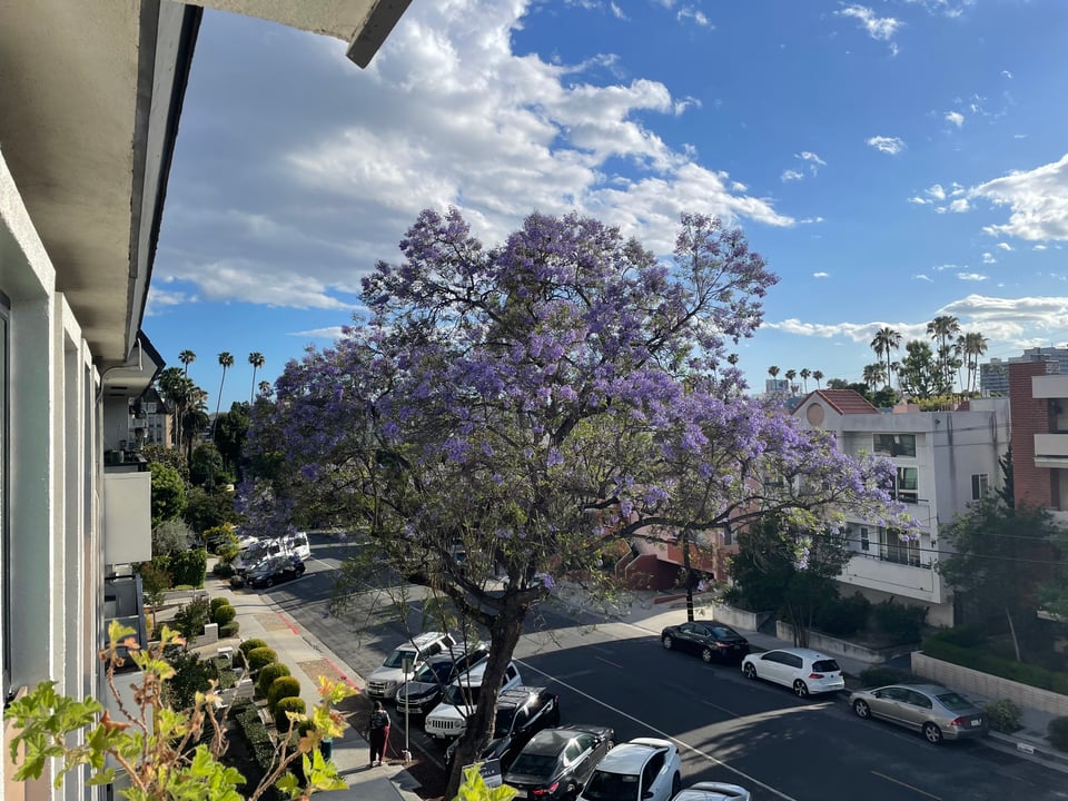 A jacaranda tree on a city street. The tree is covered in bright purple blooming flowers