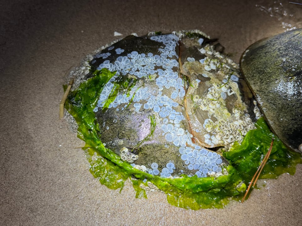 a horseshoe crab with blue spots on her shell, as well as a green ribbon of sea lettuce