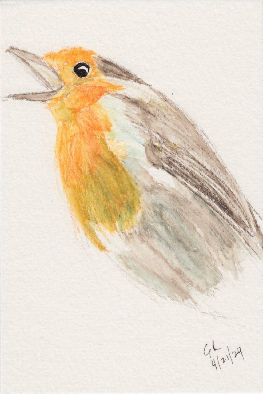 watercolor pencil + brush drawing of a bird with an open beak and an orange mask