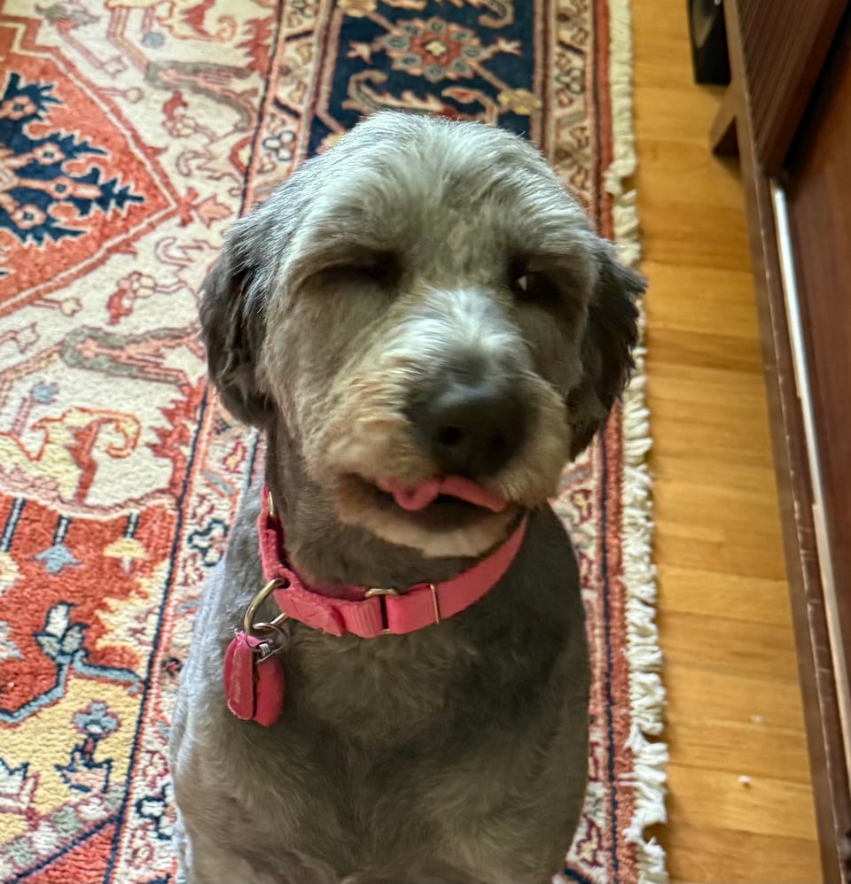 photo of gray aussiedoodle sitting on a rug, about to yawn, and looking very blech about it