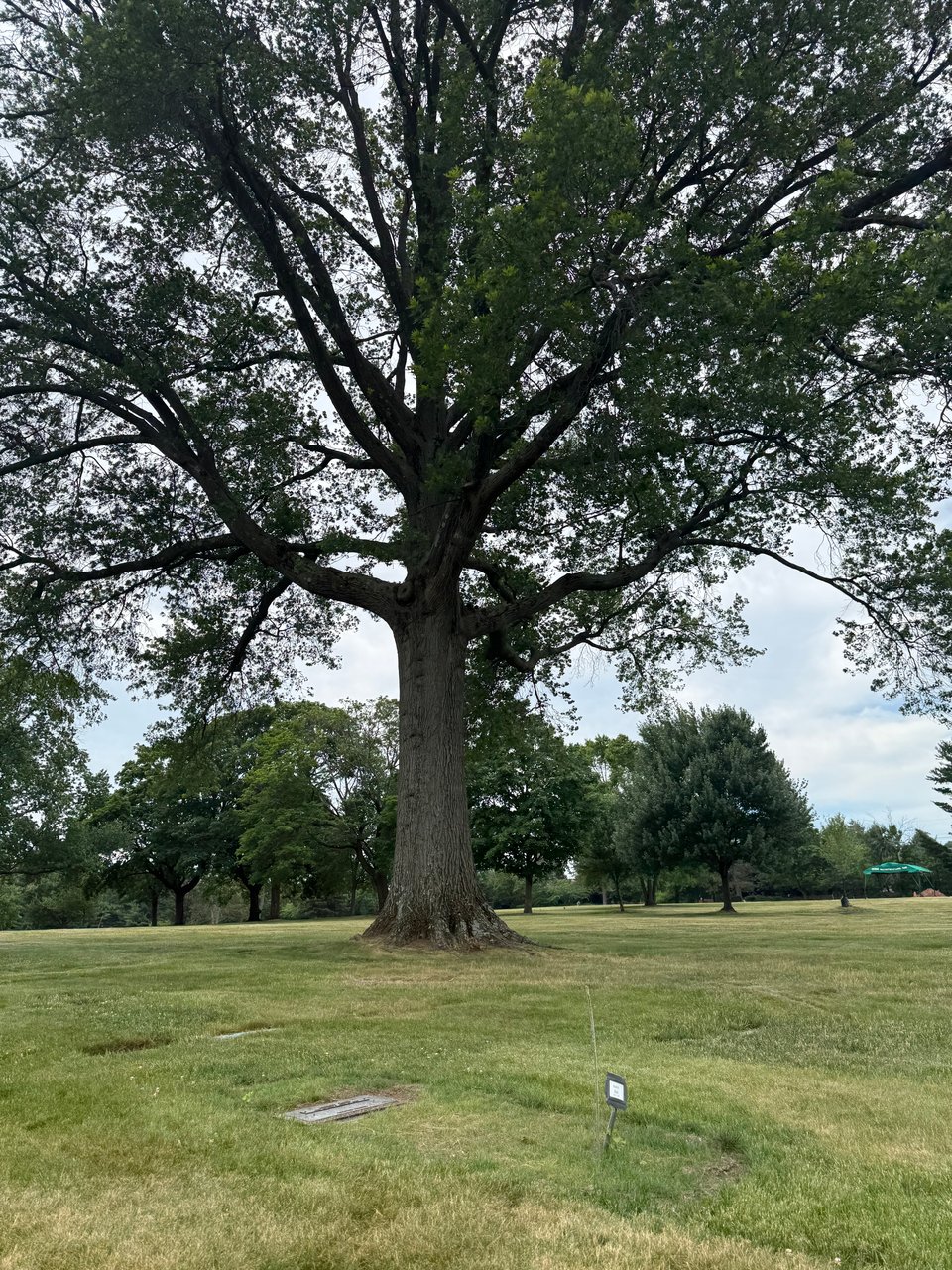 photo of grave with newly installed marker, with a large tree in background
