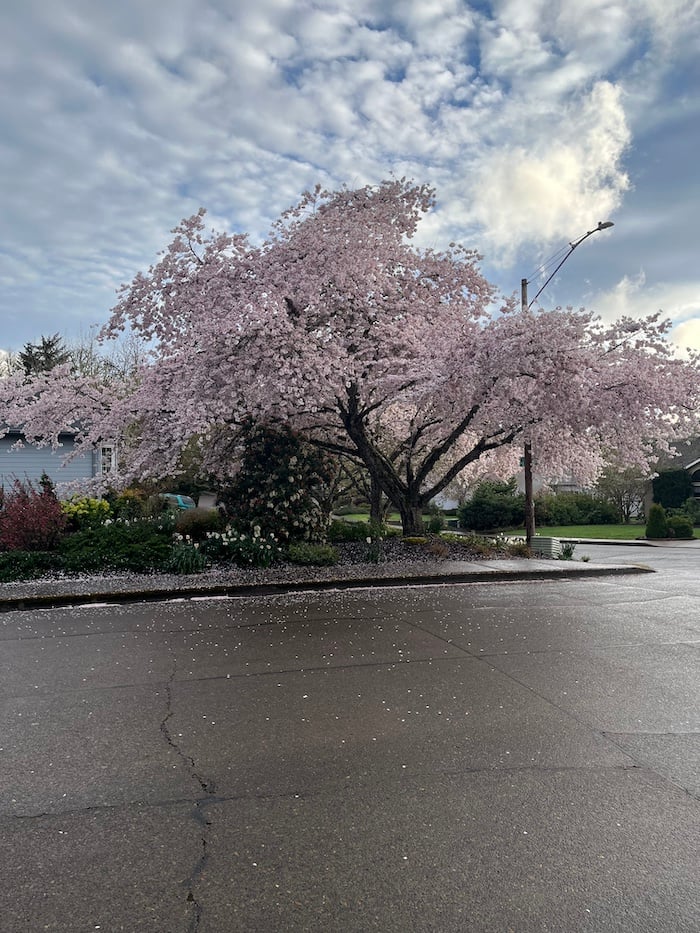 a cherry blossom tree