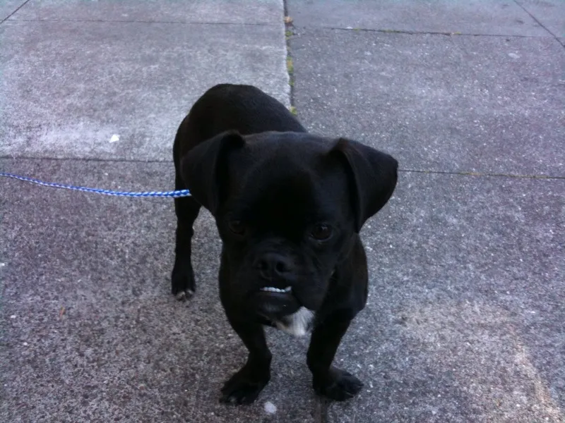 A baby black chug with little white teeth looking like the xenomorph