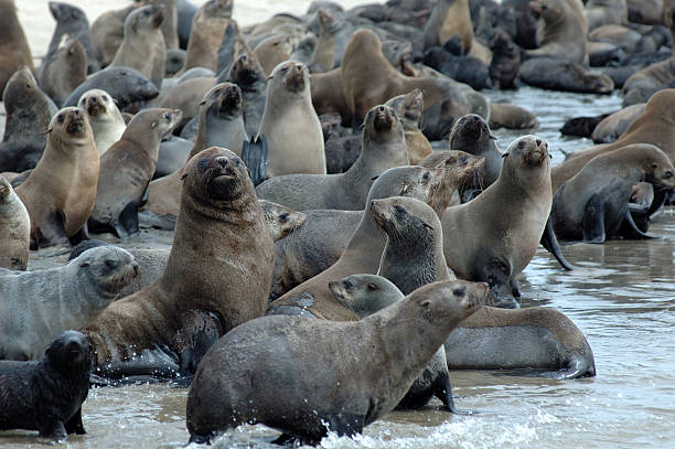 Best Islands and Coastal Attractions in Cape Town on Boat Tours Cape Town
