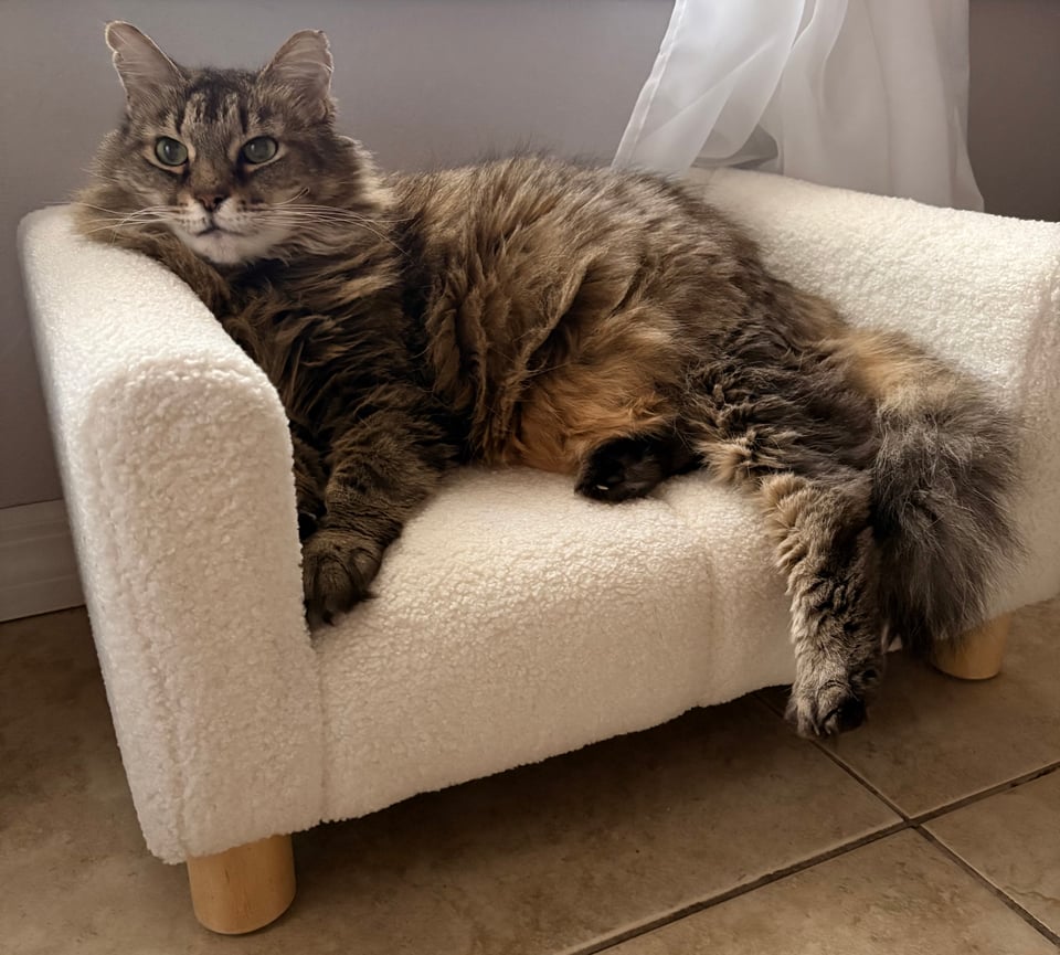 An image of a brown cat sitting on a miniature cream couch